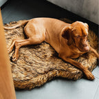 iHappyDog Luxury Faux Fur Orthopedic Dog Bed, Memory Foam Dog Bed for Small, Medium, Large and XL Pets, Fluffy Pet Rug with Waterproof & Washable Cover (Brown, Giant 60x35inch)