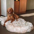 iHappyDog Luxury Faux Fur Orthopedic Dog Bed, Memory Foam Dog Bed for Small, Medium, Large and XL Pets, Fluffy Pet Rug with Waterproof & Washable Cover (Brown, Giant 60x35inch)