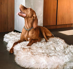 iHappyDog Luxury Faux Fur Orthopedic Dog Bed, Memory Foam Dog Bed for Small, Medium, Large and XL Pets, Fluffy Pet Rug with Waterproof & Washable Cover (Brown, Giant 60x35inch)