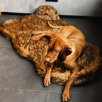 iHappyDog Luxury Faux Fur Orthopedic Dog Bed, Memory Foam Dog Bed for Small, Medium, Large and XL Pets, Fluffy Pet Rug with Waterproof & Washable Cover (Brown, Giant 60x35inch)